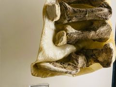 -辽宁古生物博物馆