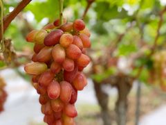 -金谷域澳洲庄园