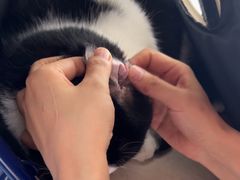 -瑞派福兴宠物医院犬猫全科·骨科·中西医结合(河东店)