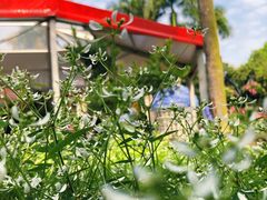 -深圳仙湖植物园