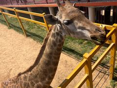 -西霞口神雕山野生动物世界