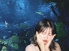 -瑞普利水族馆
