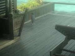 -卡帕莱度假村(西巴丹岛)