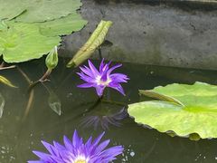 -国家植物园南园