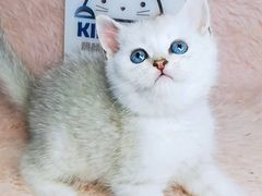 -十年猫舍·猫咪专门店(普陀店)