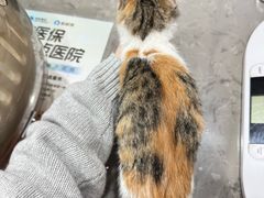 -四月宠物医院·猫专科·心脏专科·内科(转塘店)
