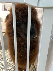 点击看大图 -神奇动物撸宠馆·羊驼·小浣熊·异宠(豫园店)