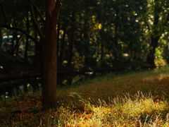 -上海共青森林公园