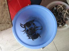 -阳澄湖大闸蟹·琼灵阁牌品牌连锁(吴中总店)