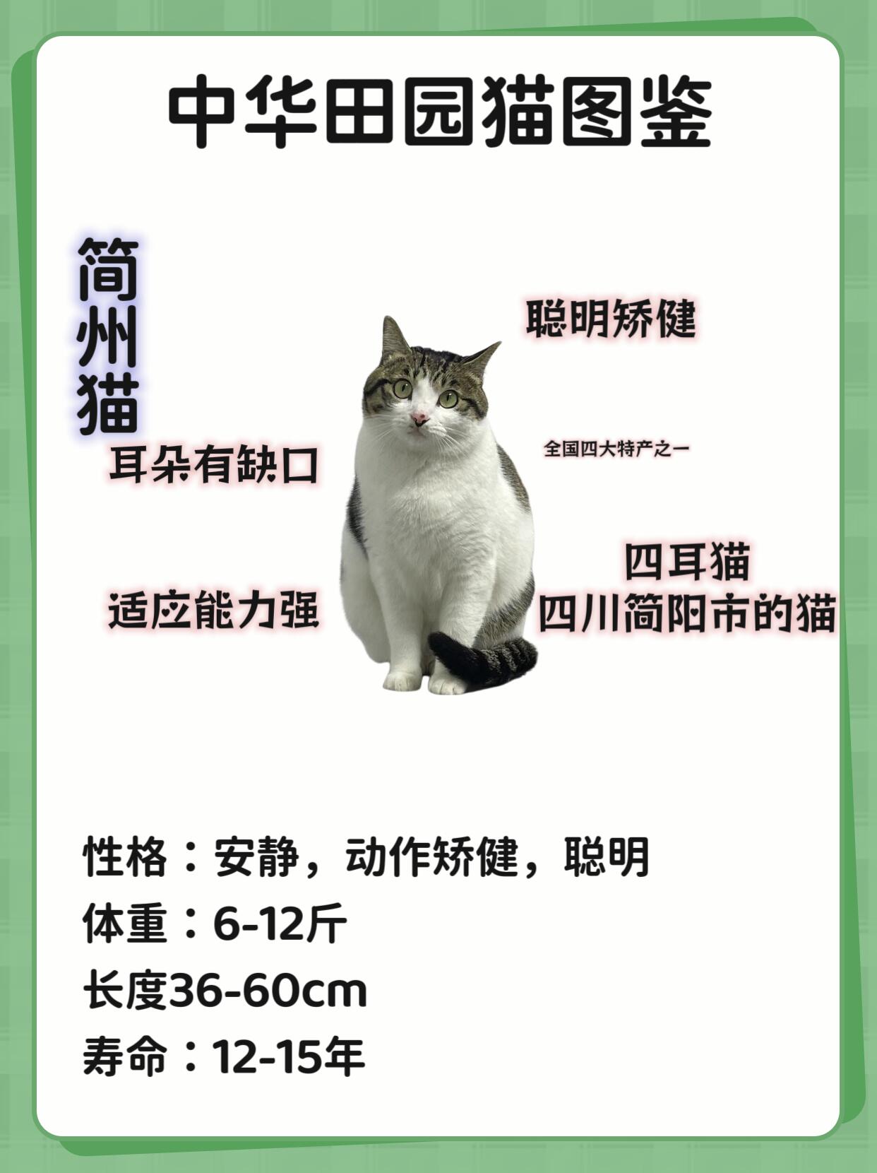 中国土猫的品种大全图片