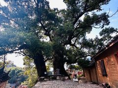 -杨家堂村