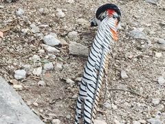 iphone_upload_pic-百鸟园