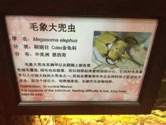 4.8-上海大自然野生昆虫馆