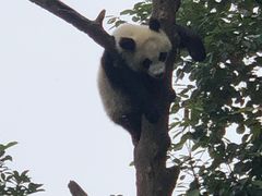 -都江堰中华大熊猫苑