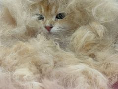 -北京观赏动物医院·24小时大型综合·猫专科·异宠专科