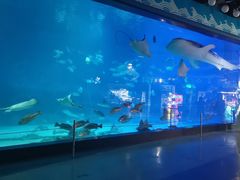 -烟台海昌鲸鲨海洋公园