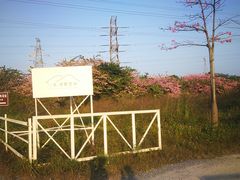 -长洲岛