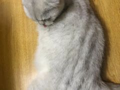 -pd派德宠物中心医院24H急重症·眼科中心·血液透析中心(嵩山北路店)