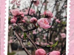 -武汉大学-樱园