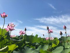 -东郊湿地公园
