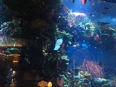 -迪拜帆船酒店海底餐厅