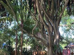 -瑞丽独树成林风景区