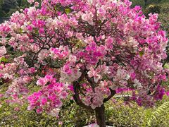 -东莞植物园