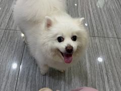 -瑞派名望志远动物医院·猫科·內科·异宠专科(直港大道店)