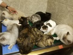 -东山羊庄(八卦岭店)