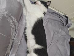 -瑞鹏宠物医院·骨科·猫科·内科(第一中心)