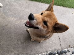 -柴犬高等学院·狗咖·柴犬售卖·宠物训练