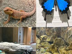 -帕帕拉兹宠物(亚洲旗舰店)