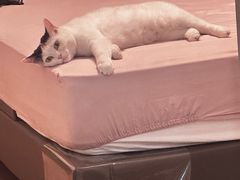 -茉酸奶(高科山姆店)