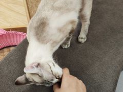 -猫和宫(六道口店)