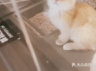 最近一直想养一个喵星人，犹豫了很久，在附近逛了很久