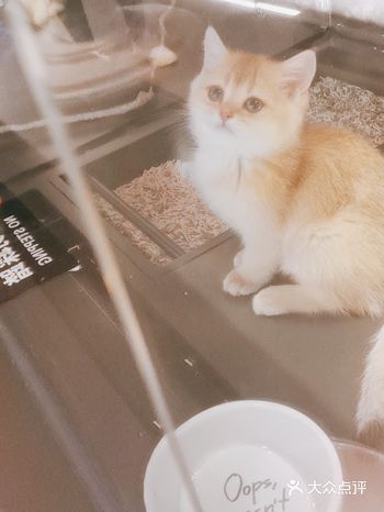 最近一直想养一个喵星人，犹豫了很久，在附近逛了很久