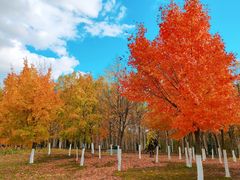 -长春世界雕塑园冰雪艺术天地