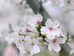 -顾村公园