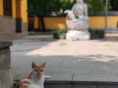 -灵谷景区