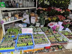 -桂林市花鸟市场