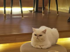 -猫腻·猫咖·撸猫馆(星光大道店)