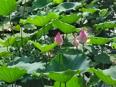 -荔湾湖公园