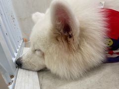 -共舞时光猫咖·狗咖(新街口店)