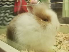 -狐狸和向日葵(北京路店)