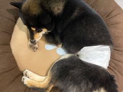 -南京Hallo宠物乐园·哈罗犬舍·柴犬繁育基地