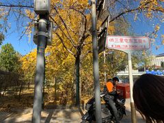 -三里屯东五街银杏大道