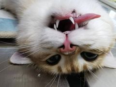 -关爱宠物医院·猫科中心·消化科(滨湖万达分院)