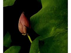 -西南交通大学(九里校区)