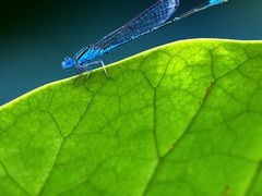 -为民烧烤吧.自贡爆炒菜(收录10年好店)