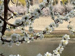-桃花堤公园